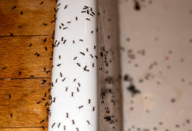 Best Flea Control Services  in Spotswood, NJ