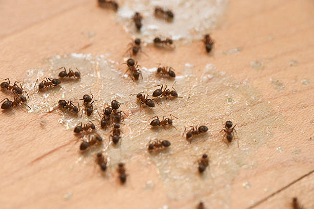 Best Flea Control Services  in Spotswood, NJ
